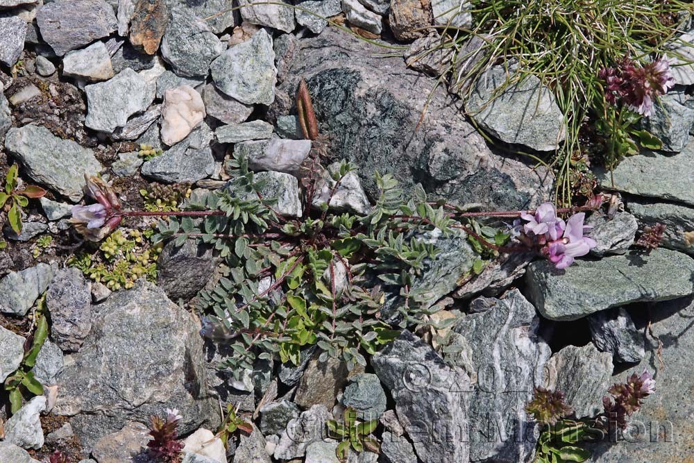 Oxytropis helvetica