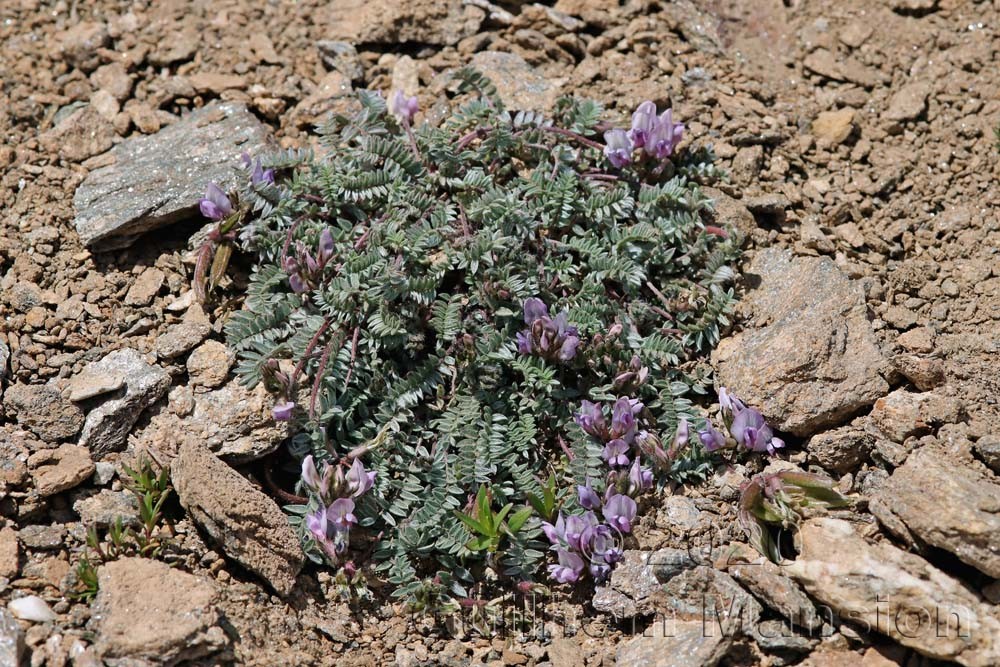 Oxytropis helvetica