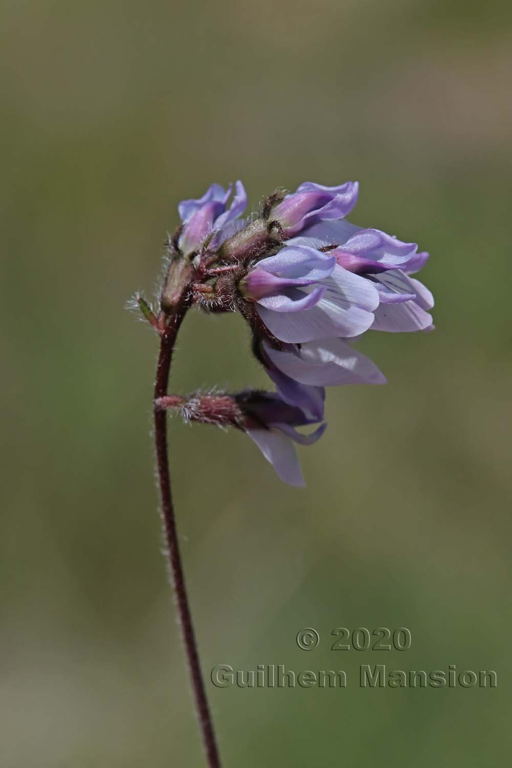 Oxytropis helvetica