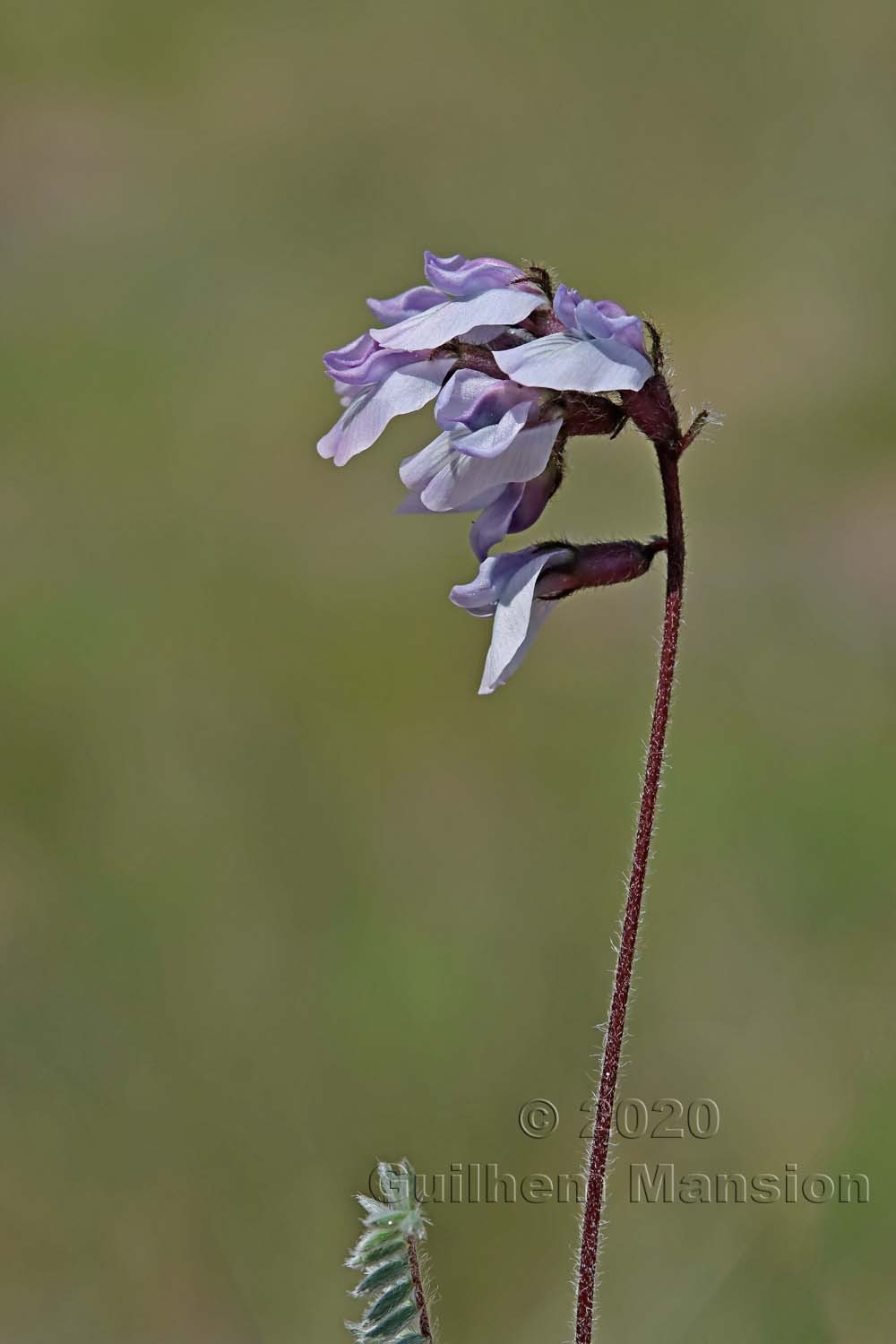 Oxytropis helvetica