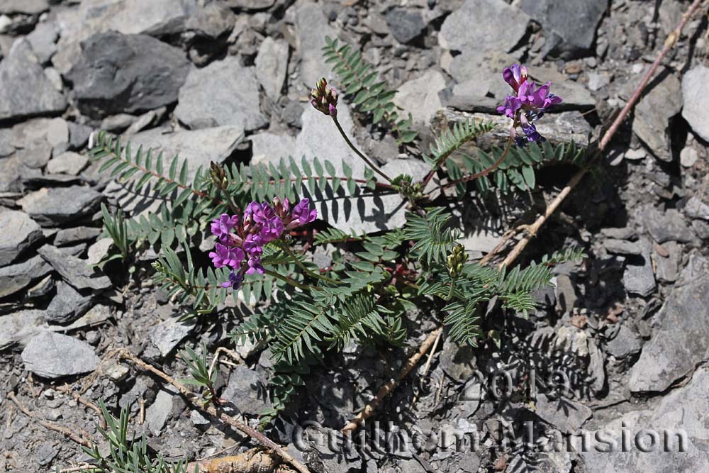 Oxytropis jacquinii