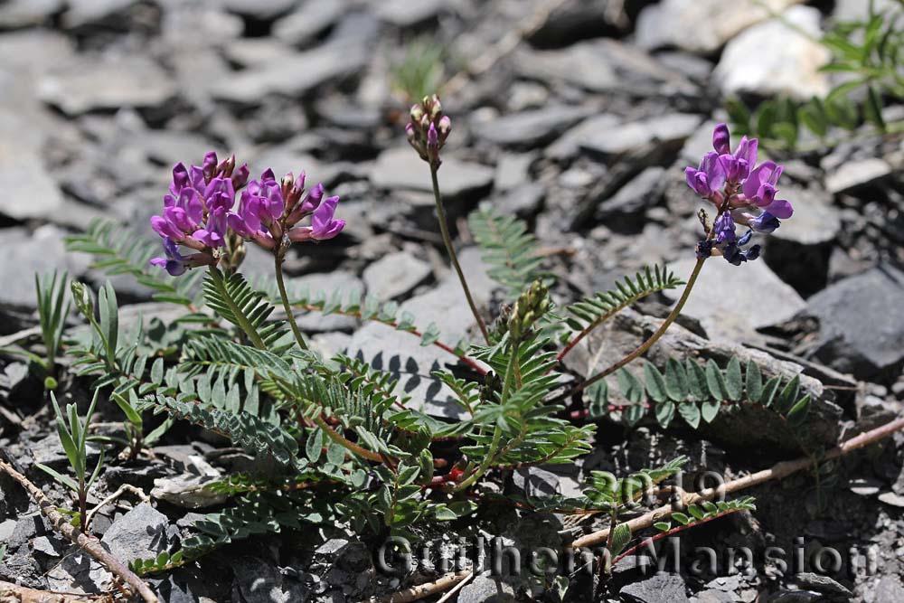 Oxytropis jacquinii