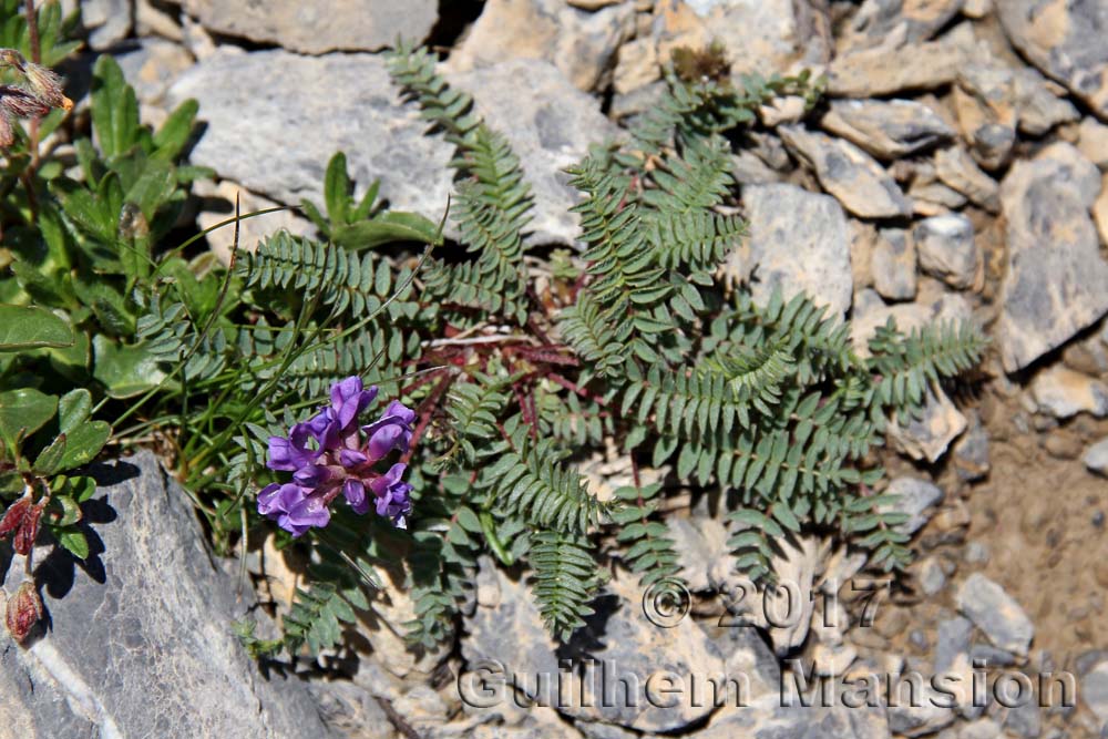 Oxytropis jacquinii