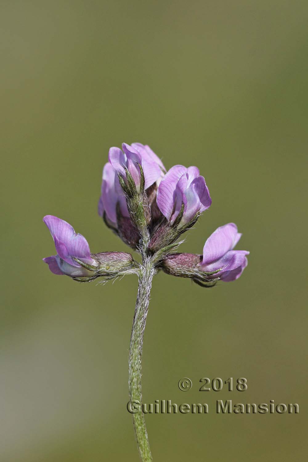 Oxytropis lapponica