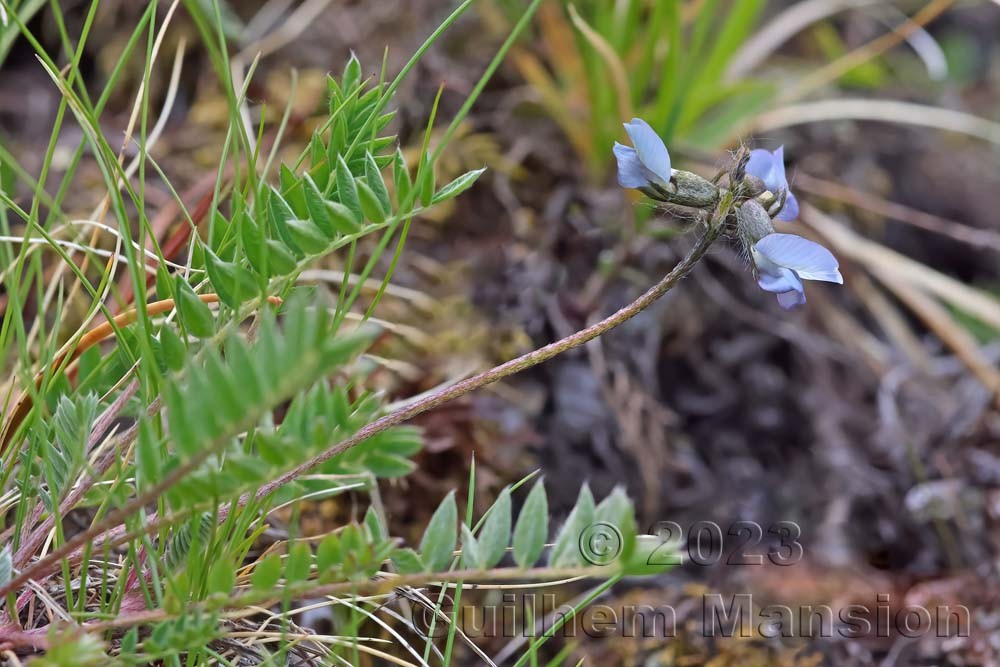 Oxytropis lapponica