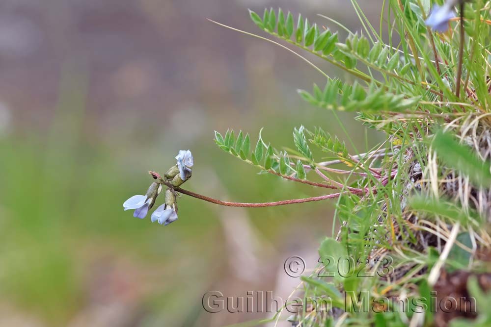 Oxytropis lapponica