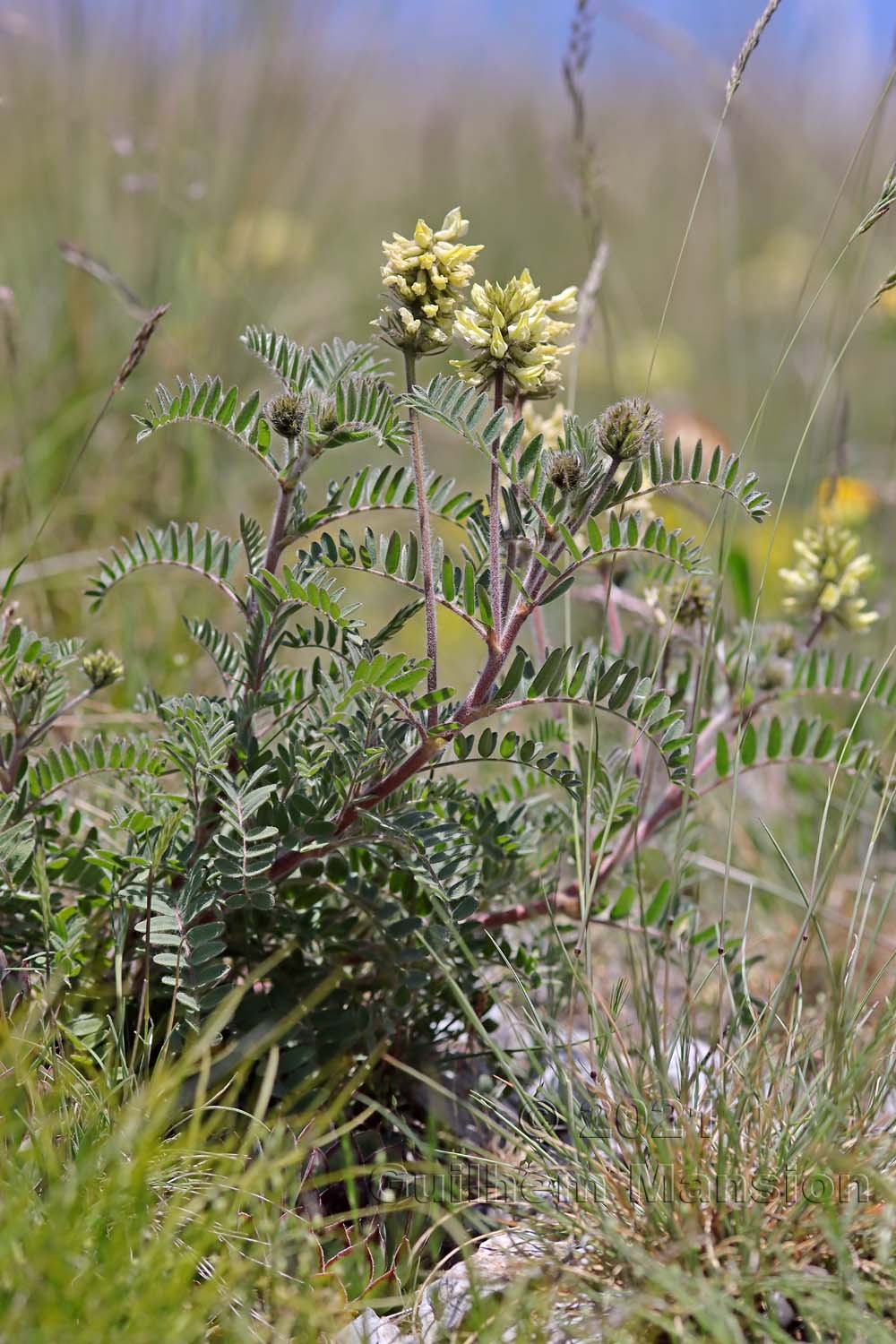 Oxytropis pilosa