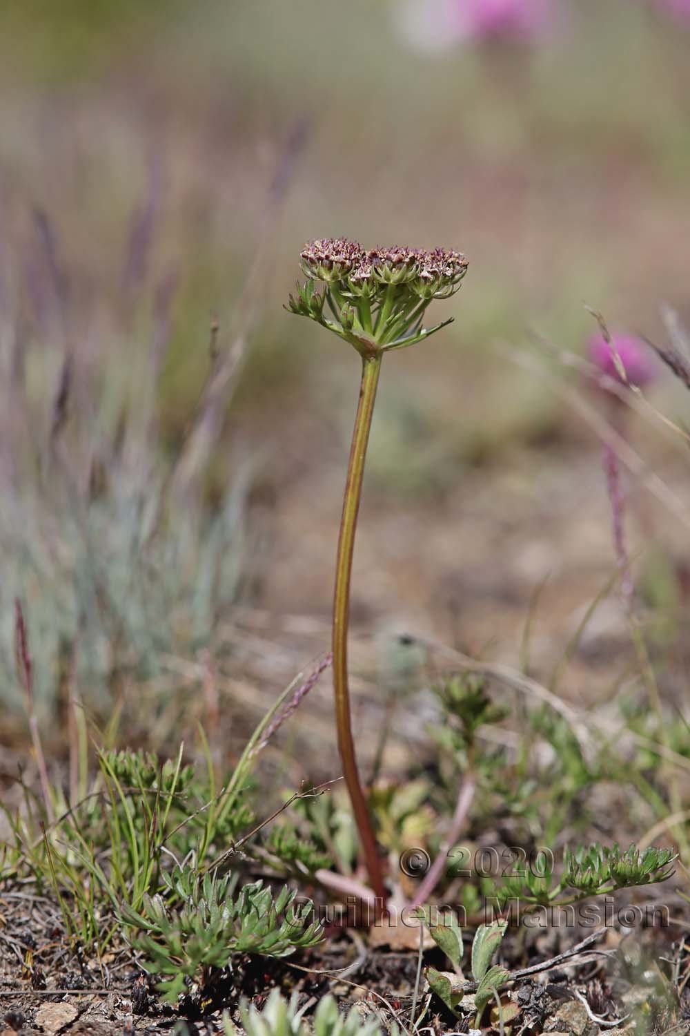 Pachypleurum [Ligusticum] mutellinoides