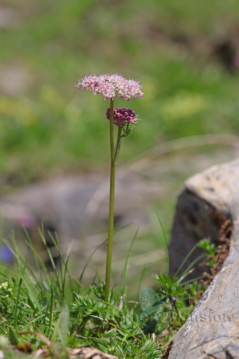 Pachypleurum [Ligusticum] mutellinoides