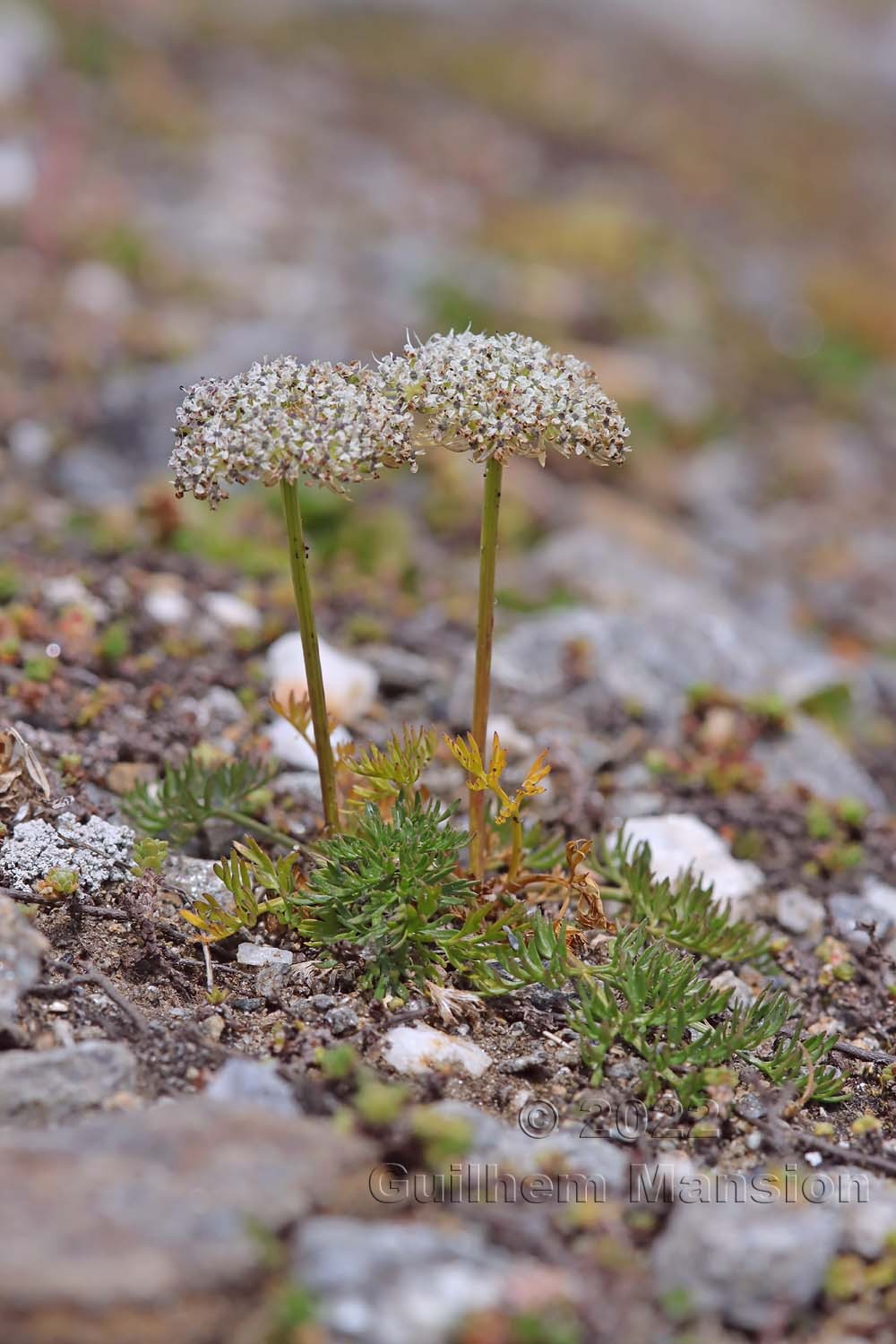 Pachypleurum [Ligusticum] mutellinoides