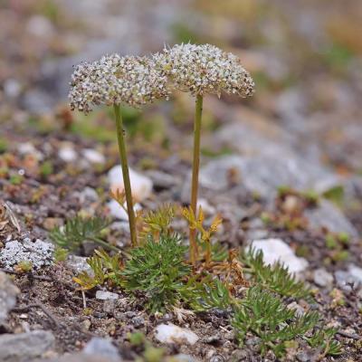 Pachypleurum [Ligusticum] mutellinoides