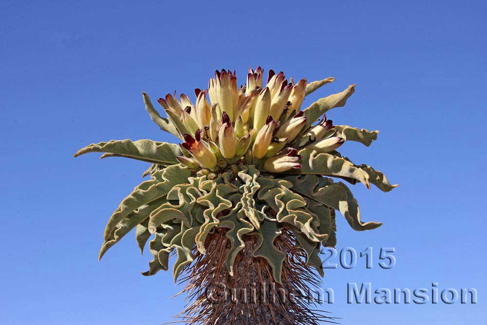 Pachypodium namaquanum