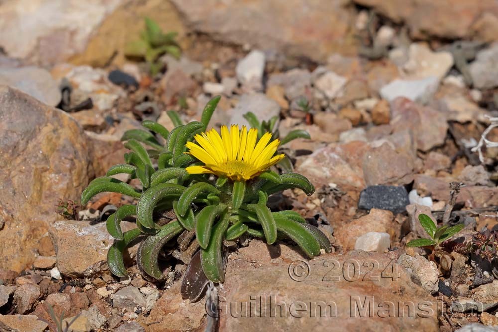 Pallenis maritima