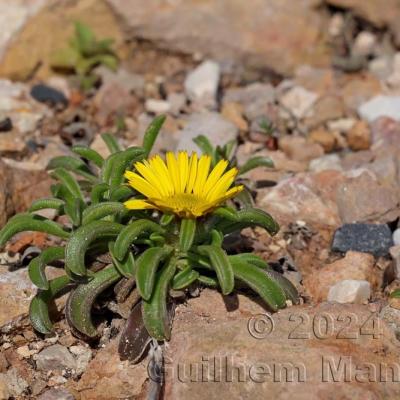 Pallenis maritima