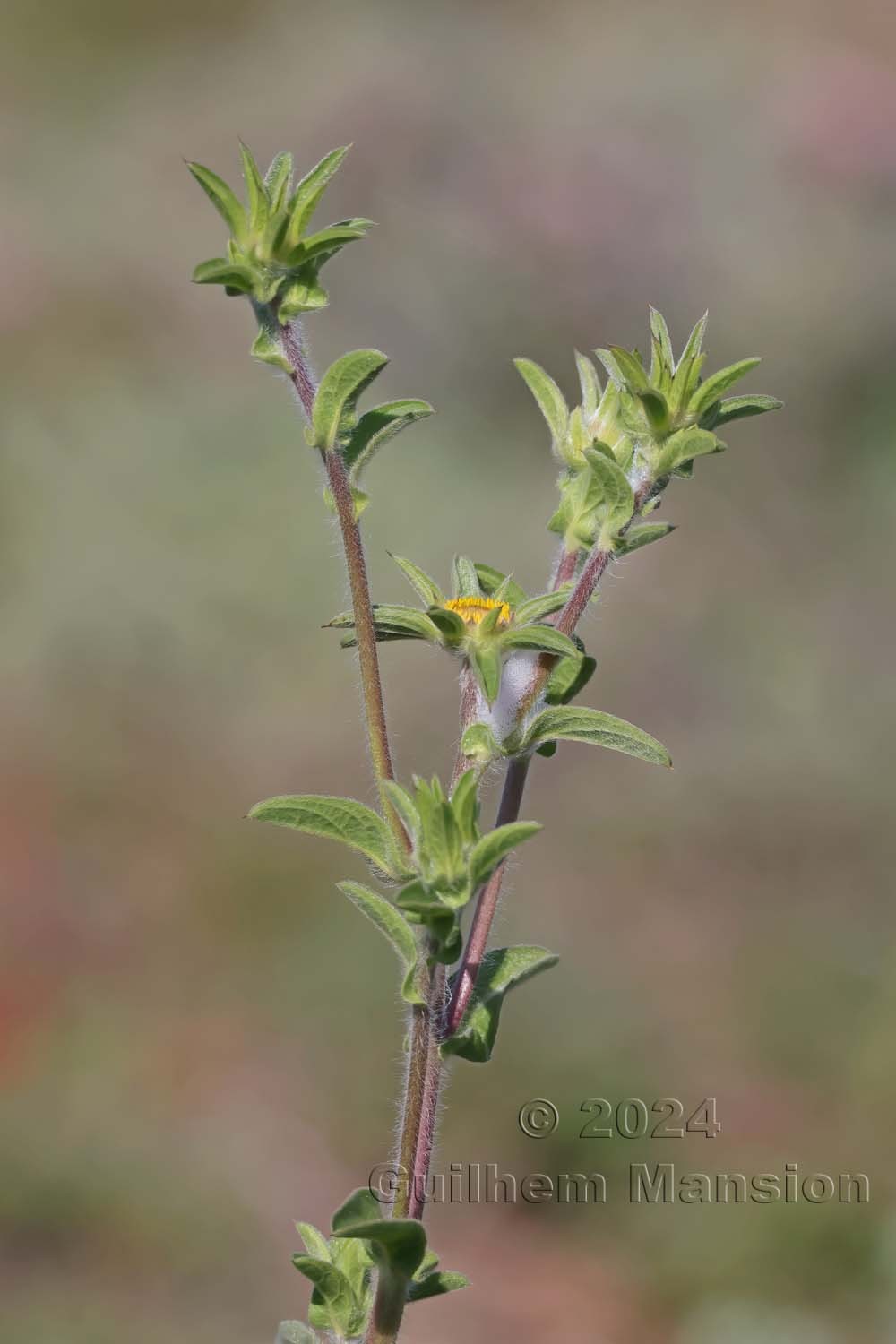 Pallenis spinosa