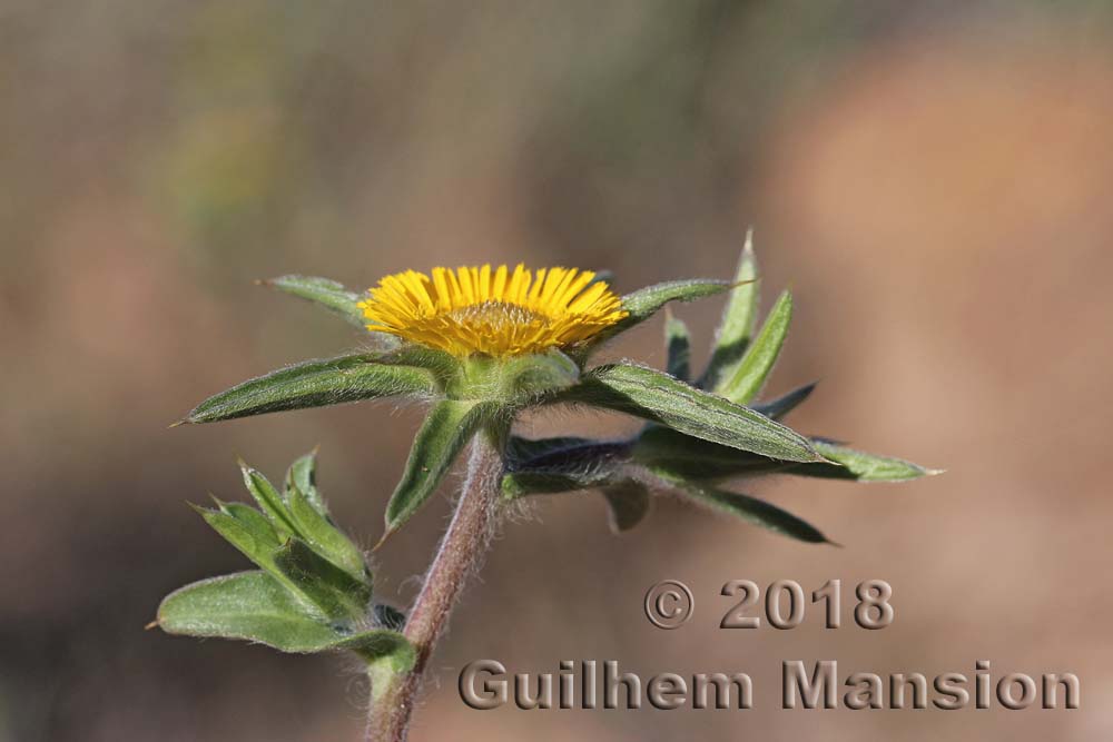 Pallenis spinosa