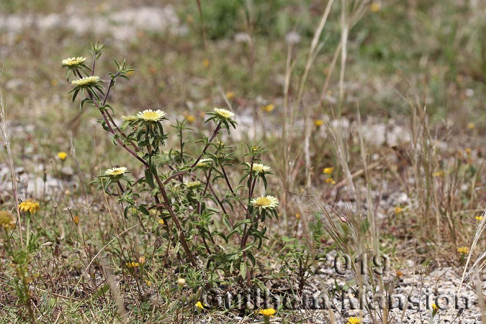 Pallenis spinosa