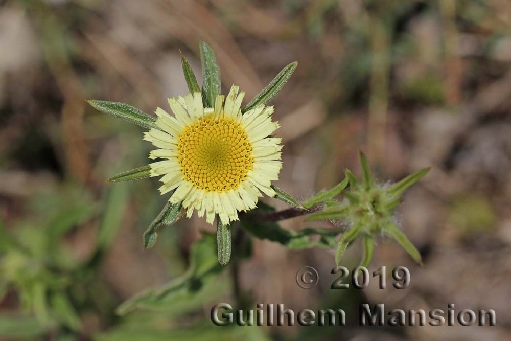 Pallenis spinosa