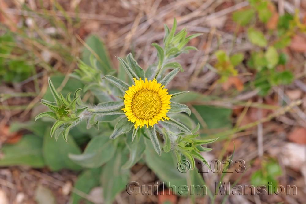 Pallenis spinosa