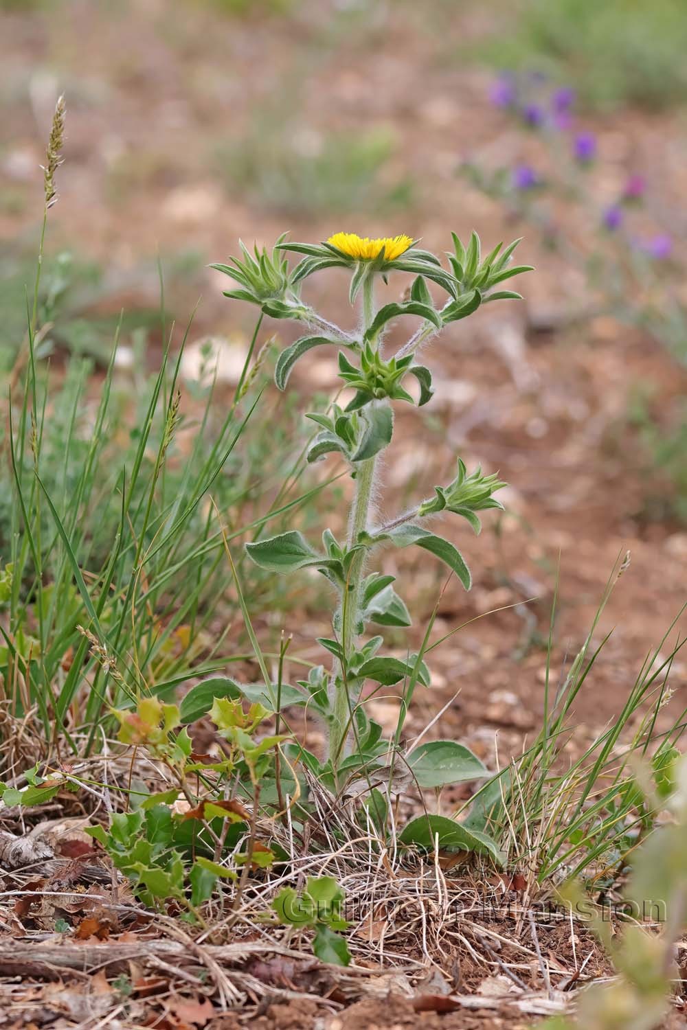 Pallenis spinosa