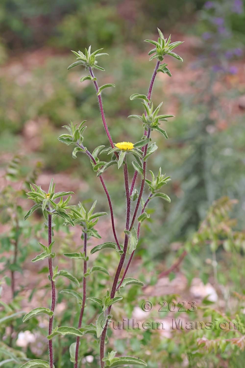 Pallenis spinosa