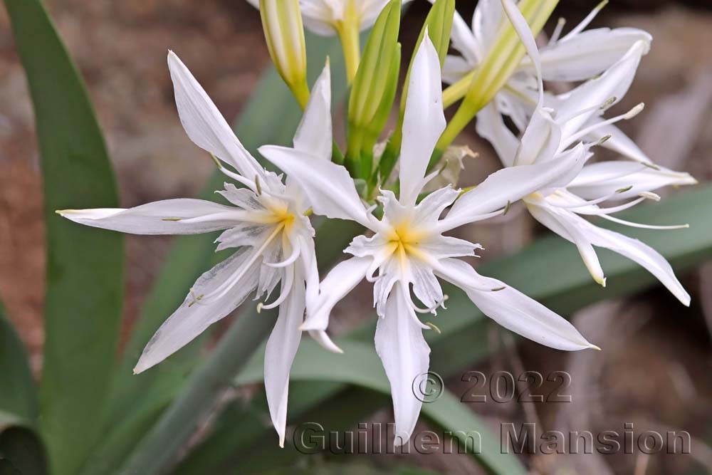 Pancratium illyricum