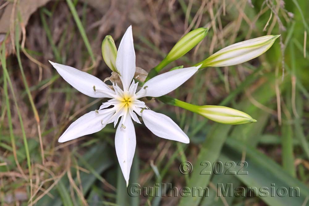 Pancratium illyricum