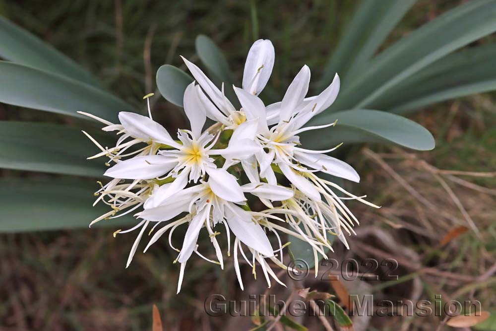 Pancratium illyricum