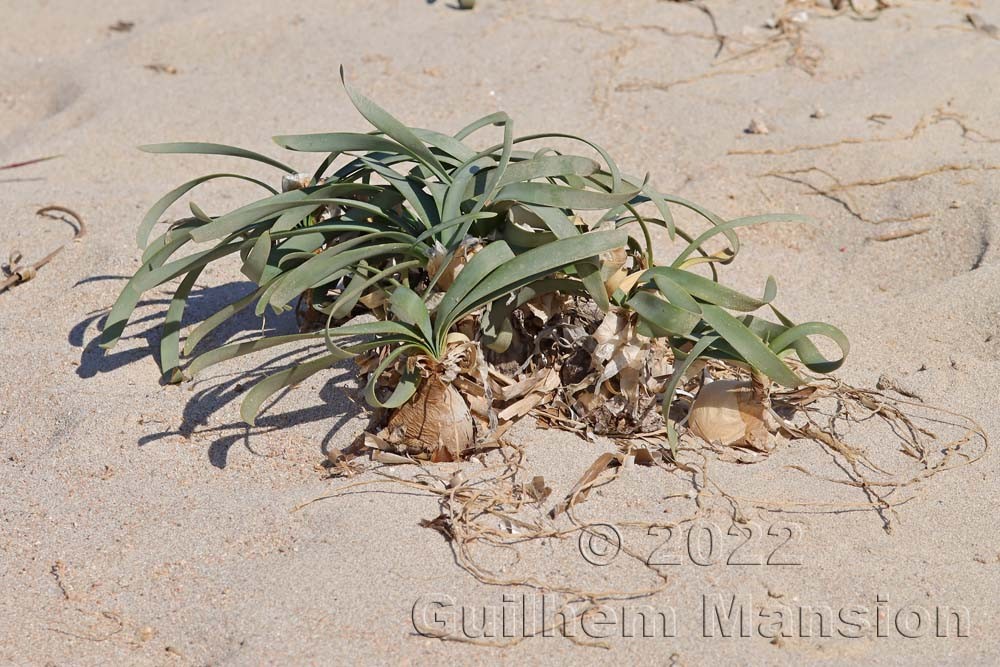 Pancratium maritimum