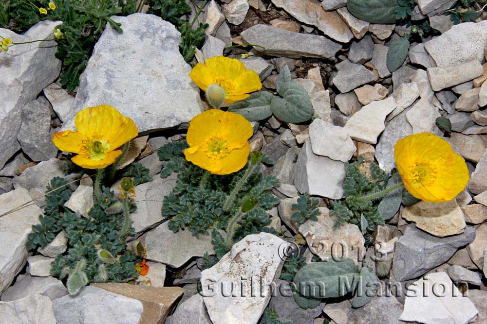 Papaver aurantiacum