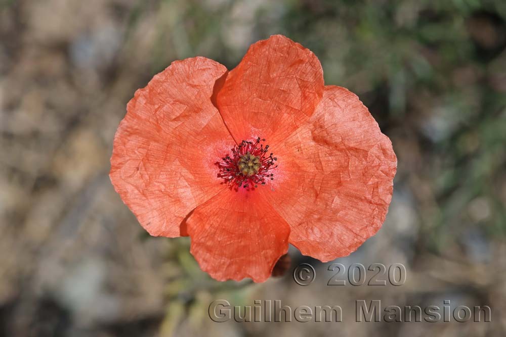 Papaver dubium