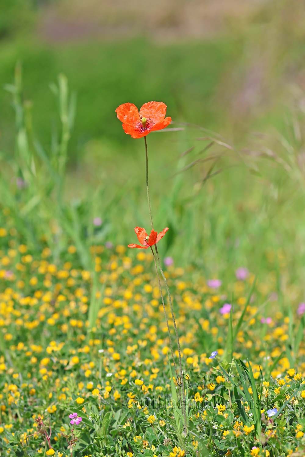 Papaver dubium