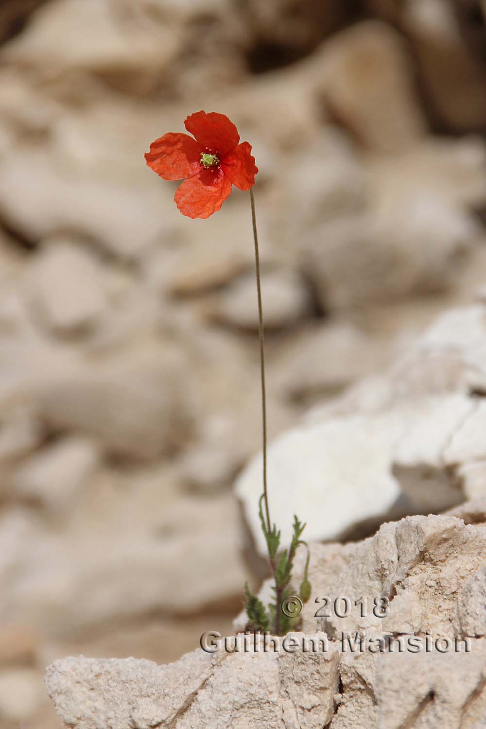 Papaver dubium