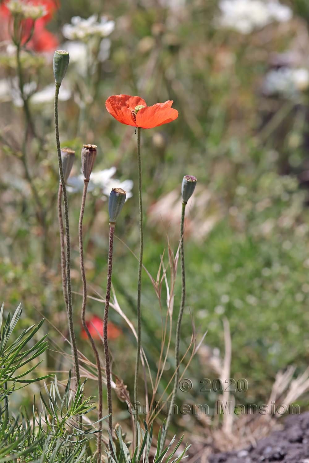 Papaver dubium