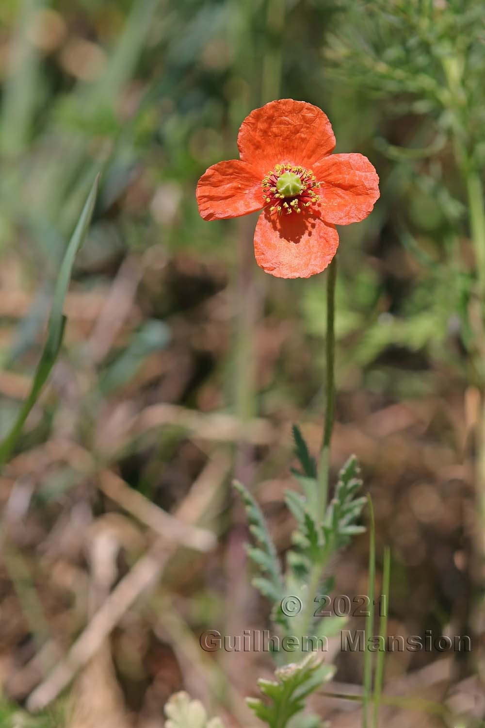 Papaver dubium