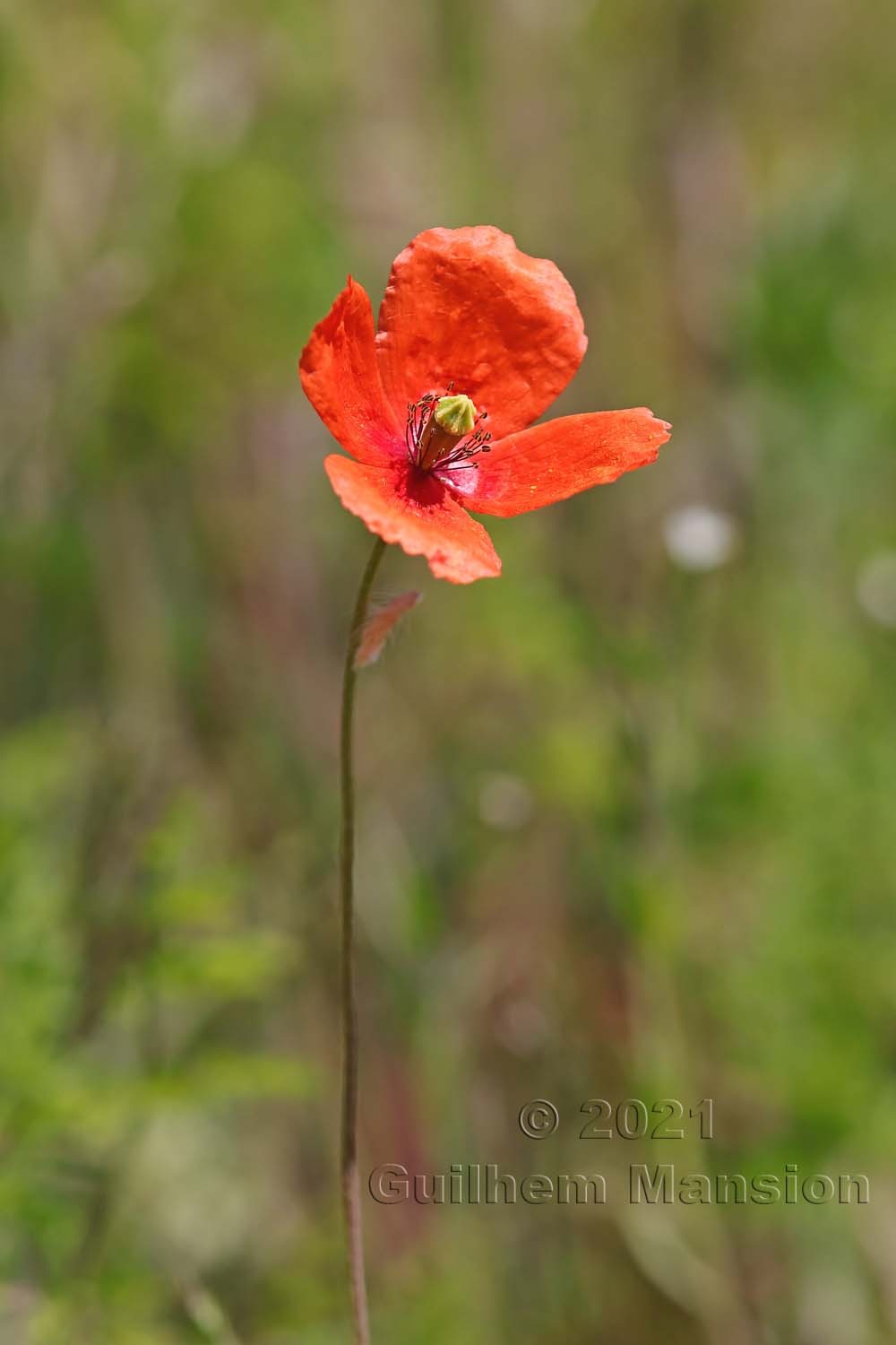 Papaver dubium