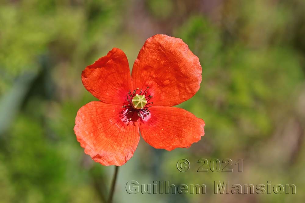 Papaver dubium