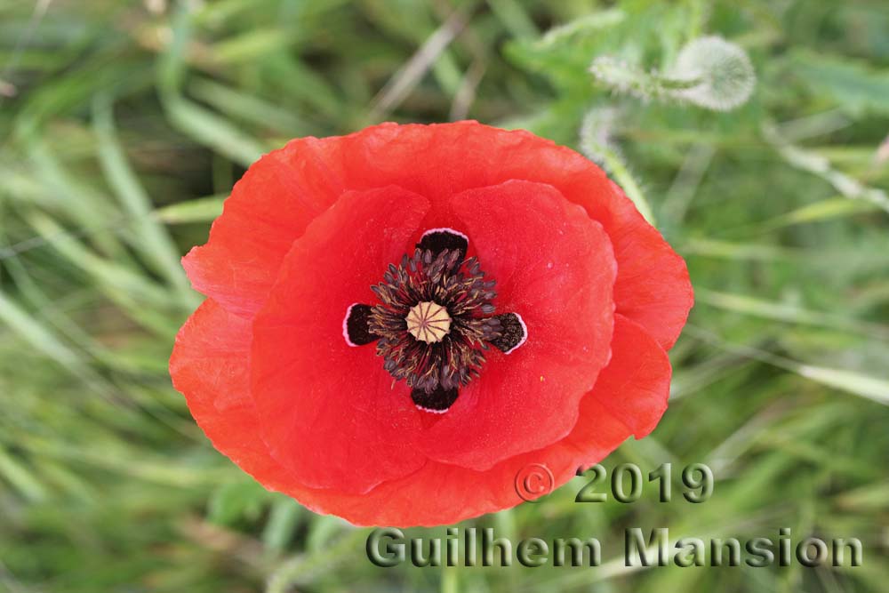 Papaver rhoeas