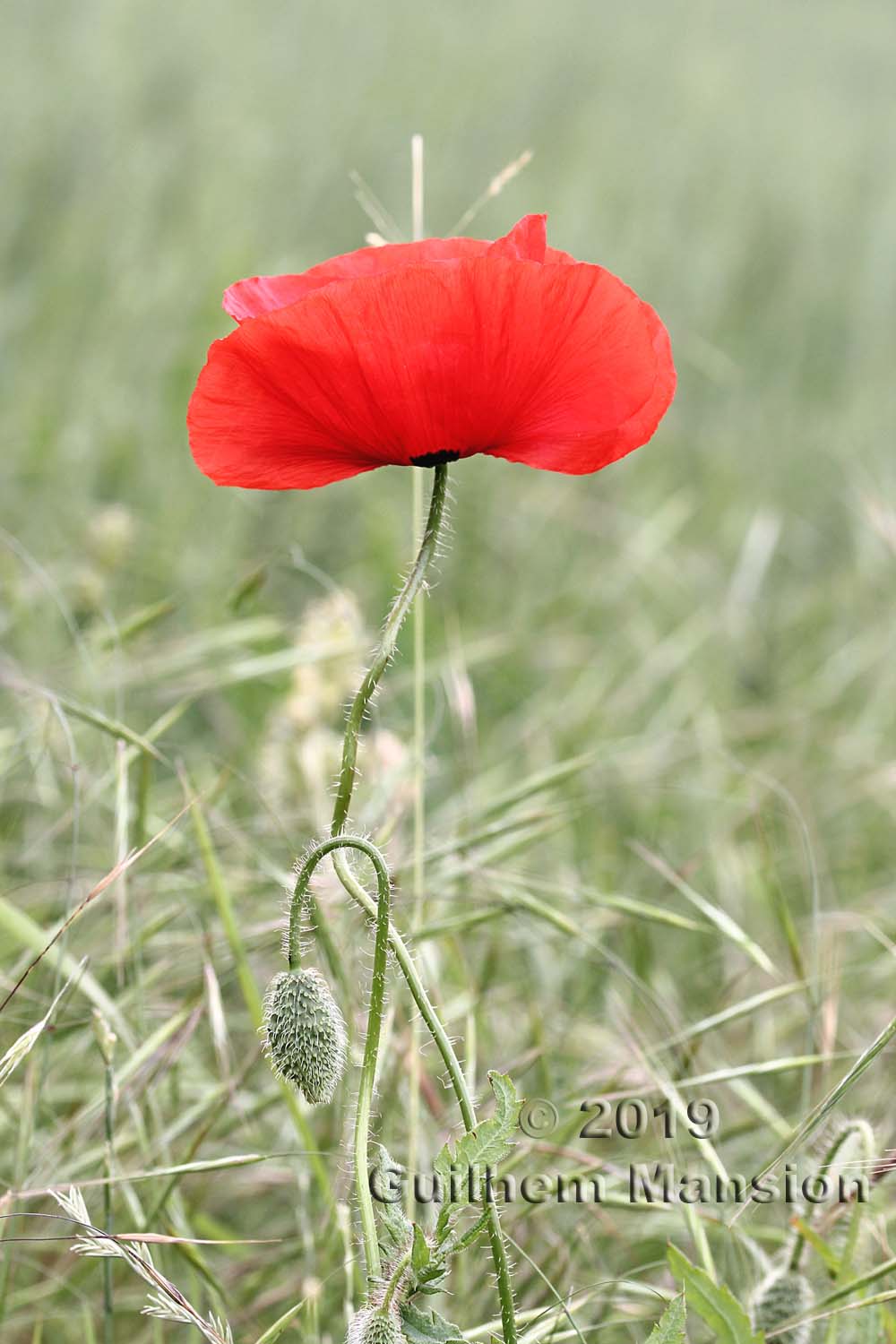 Papaver rhoeas