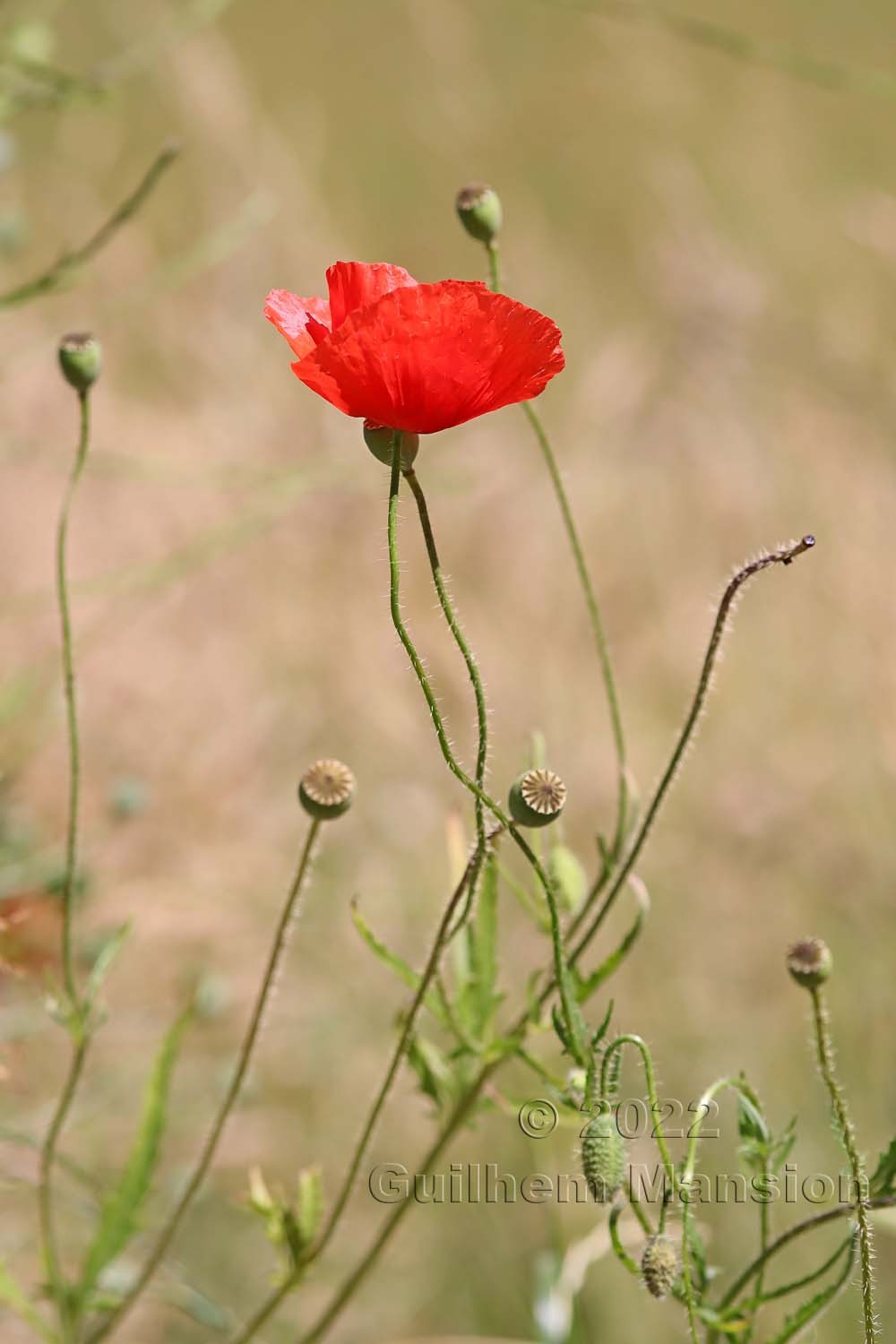 Papaver rhoeas