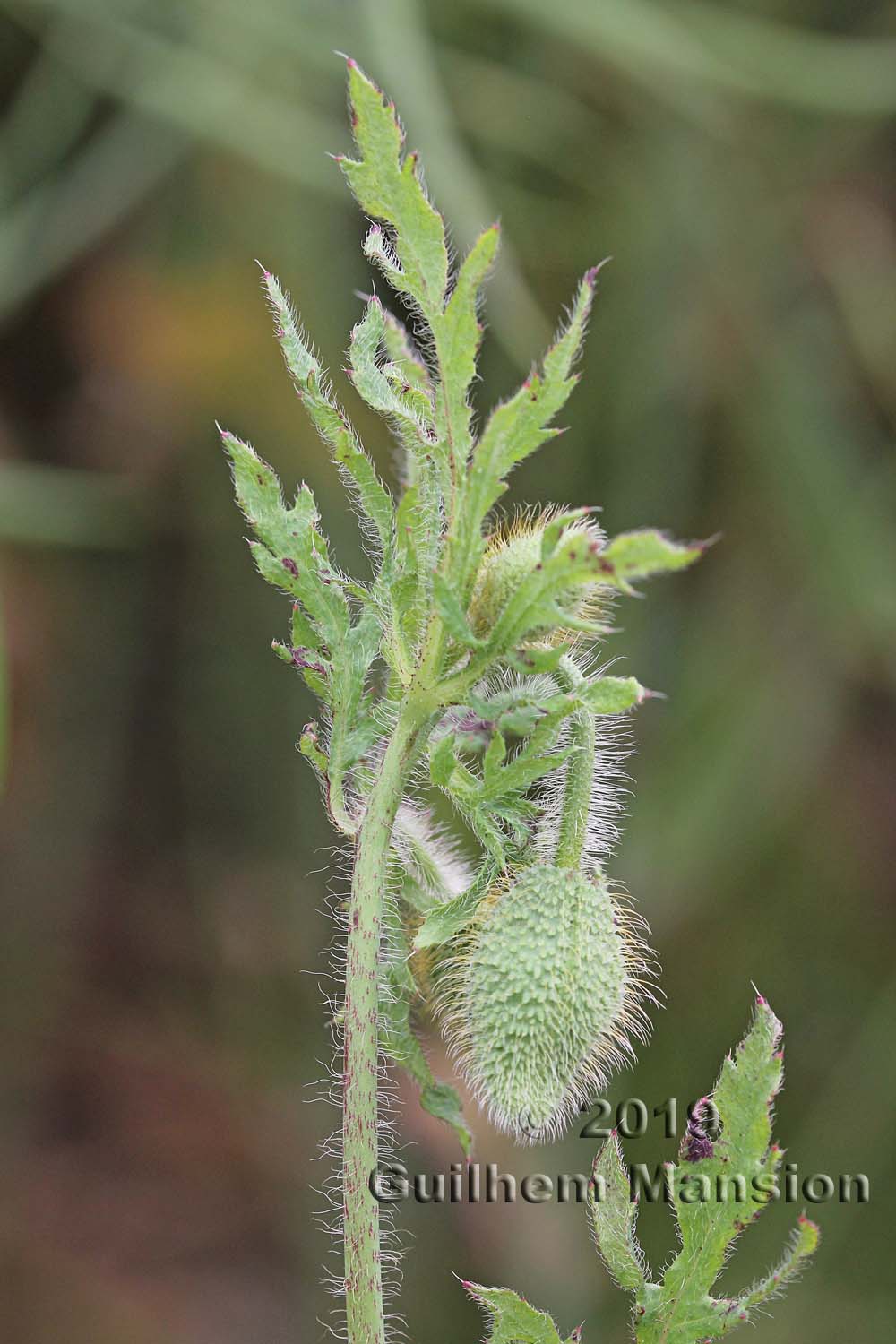 Papaver rhoeas