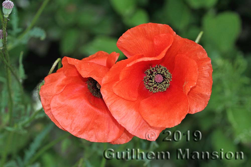 Papaver rhoeas