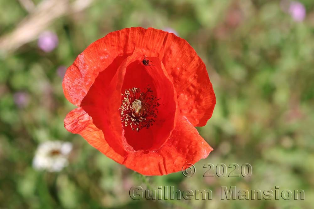 Papaver rhoeas