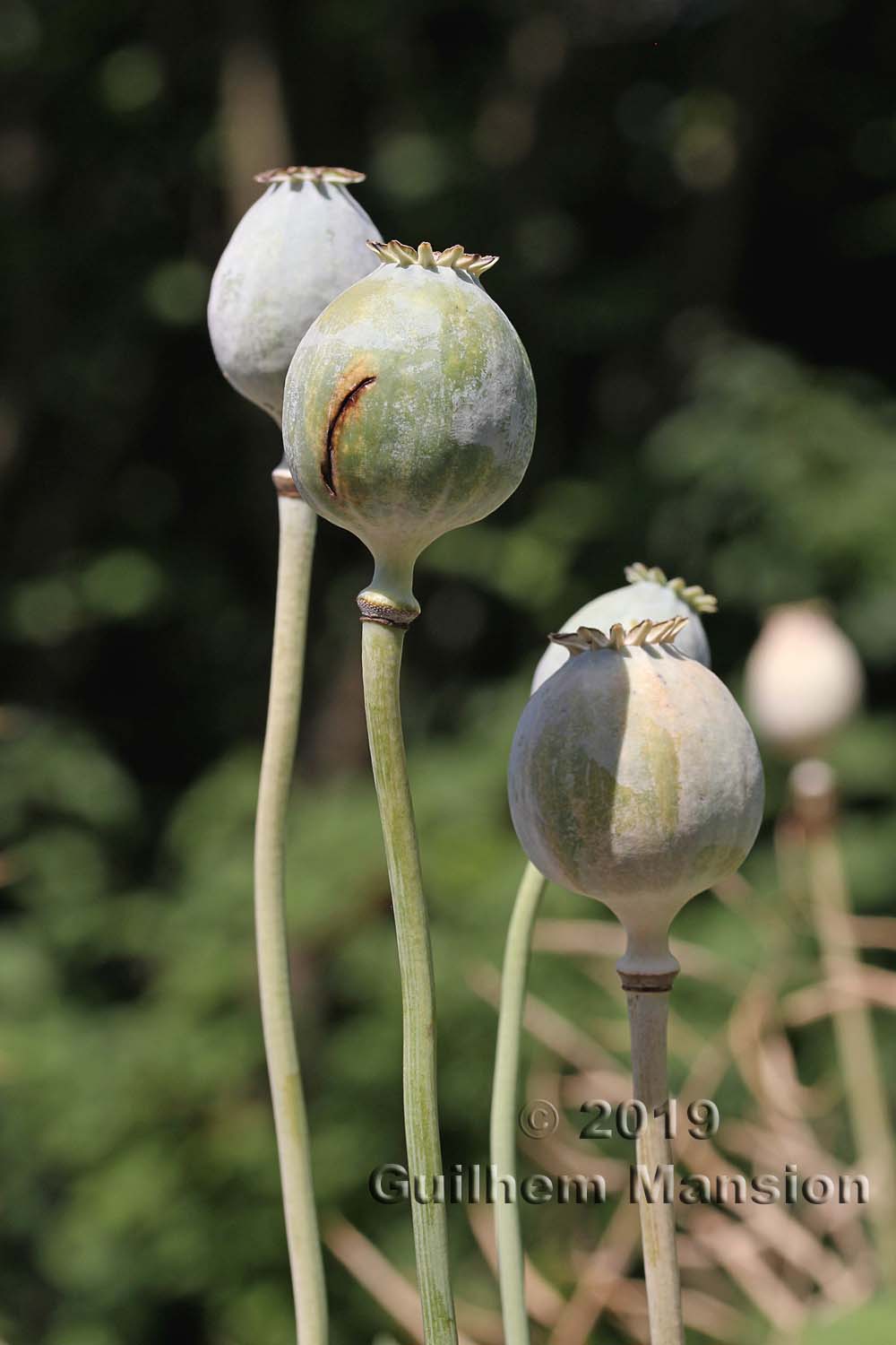 Papaver somniferum