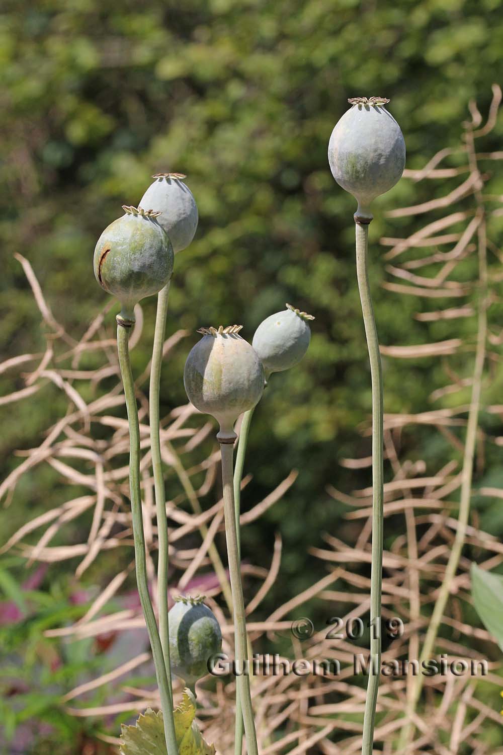 Papaver somniferum