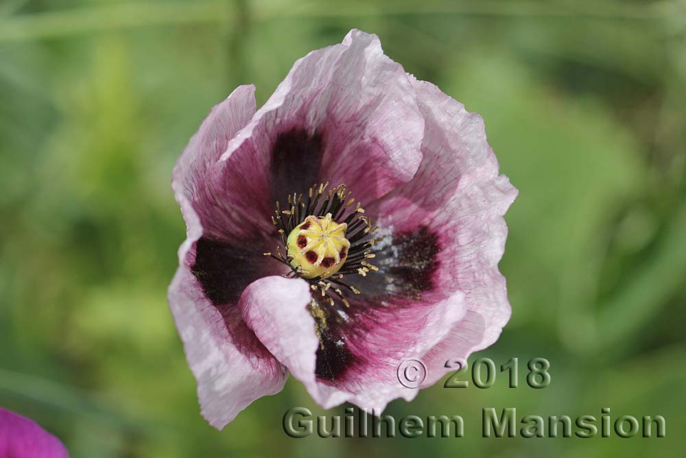 Papaver somniferum