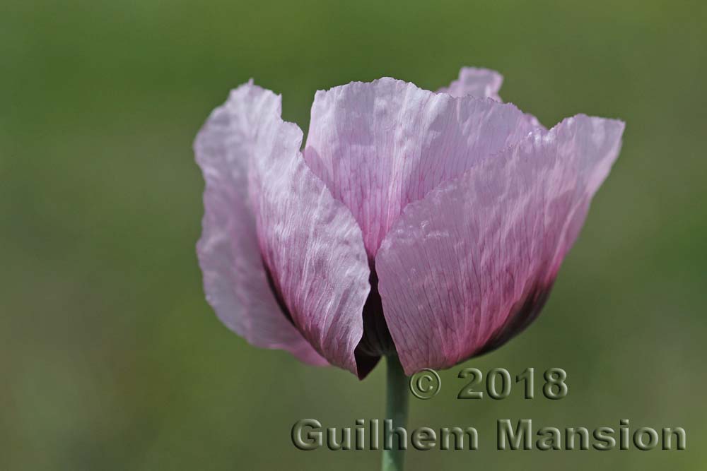 Papaver somniferum