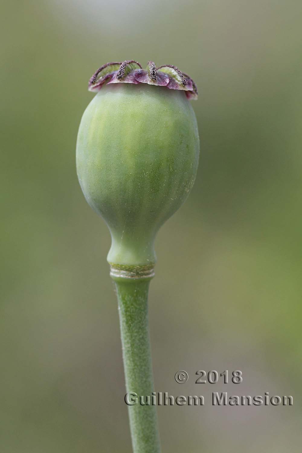 Papaver somniferum