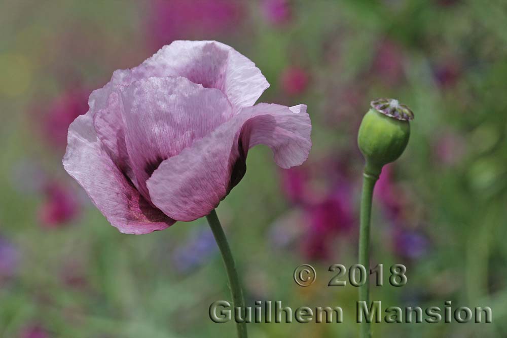 Papaver somniferum