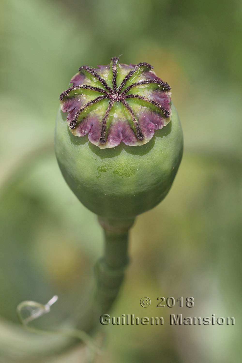 Papaver somniferum